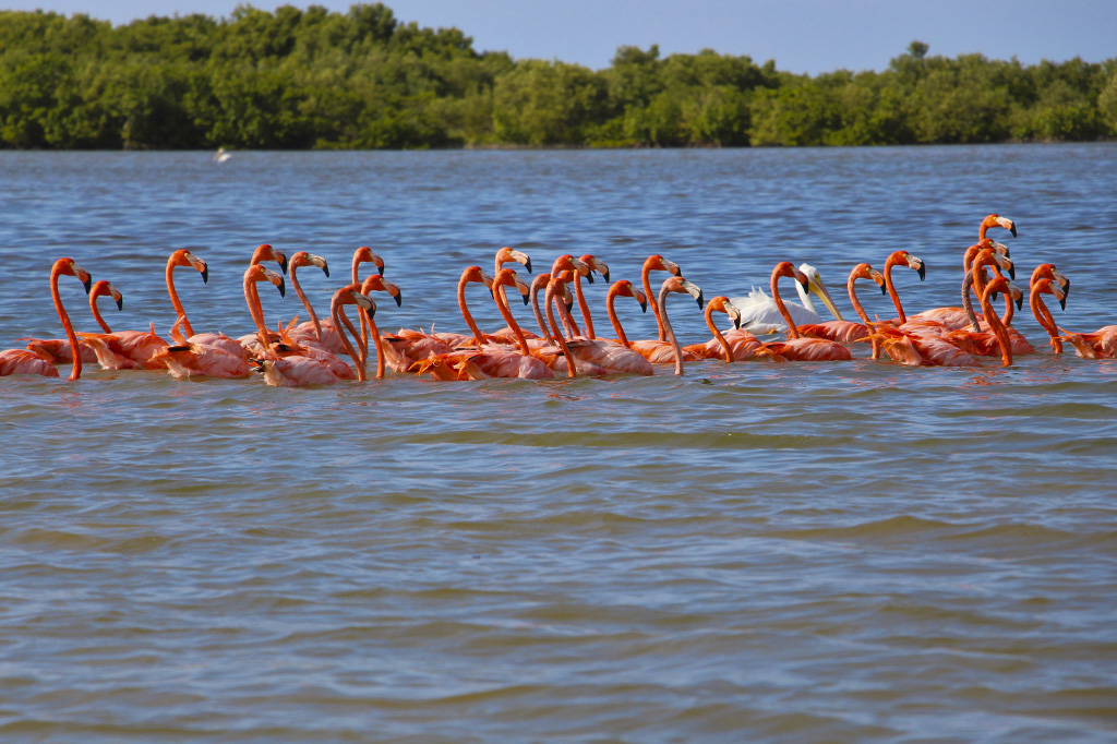 Rio Lagartos - Flamencos - Yucatan - Mexico