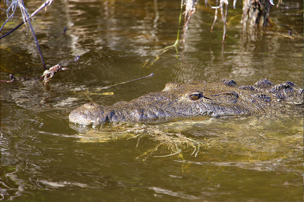 Rio Lagartos - Mexico - Reserva Natural - PptoTravel