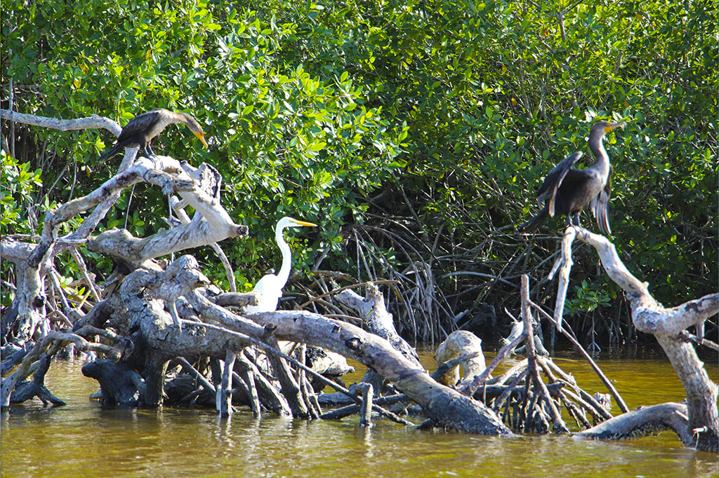 Rio Lagartos - Mexico - Yucatan - PptoTravel