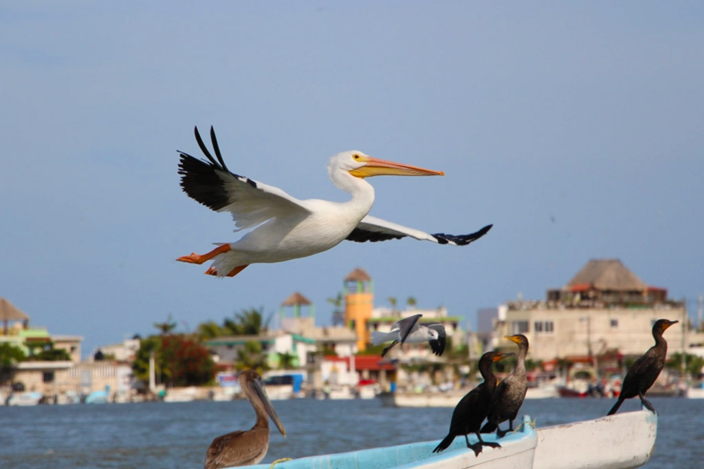 El cómo y dónde para disfrutar Ría Lagartos,&nbsp;Yucatán