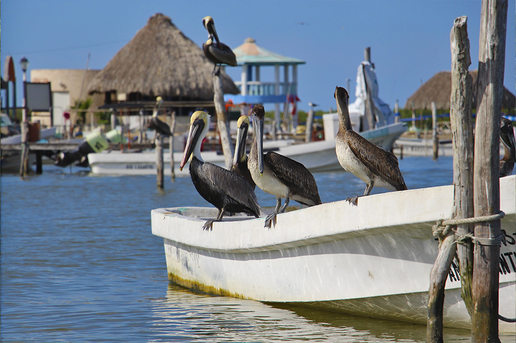 Rio Lagartos - Yucatan - Mexico - PptoTravel
