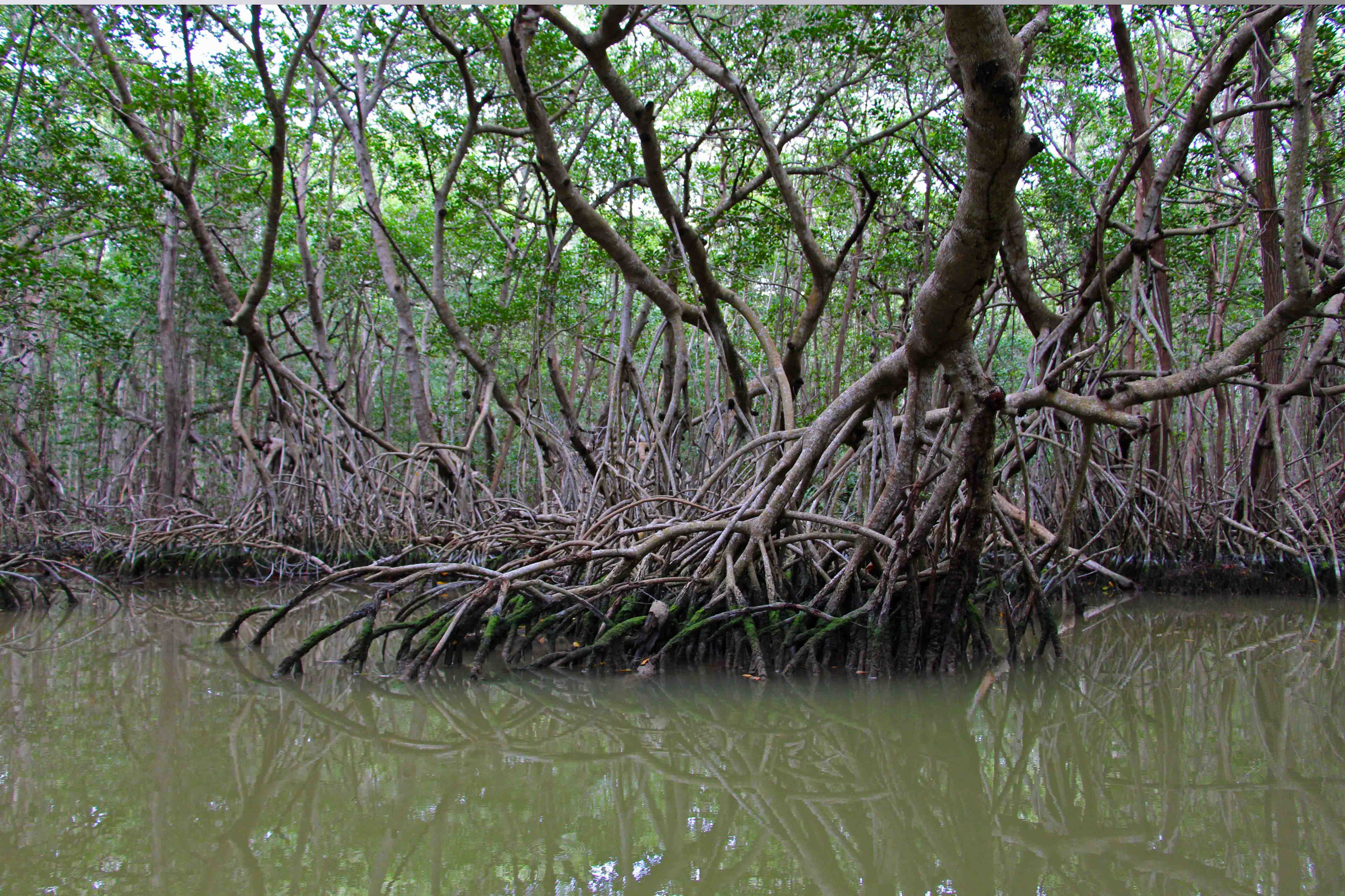 Celestun - Biosfera - Mexico - PptoTravel