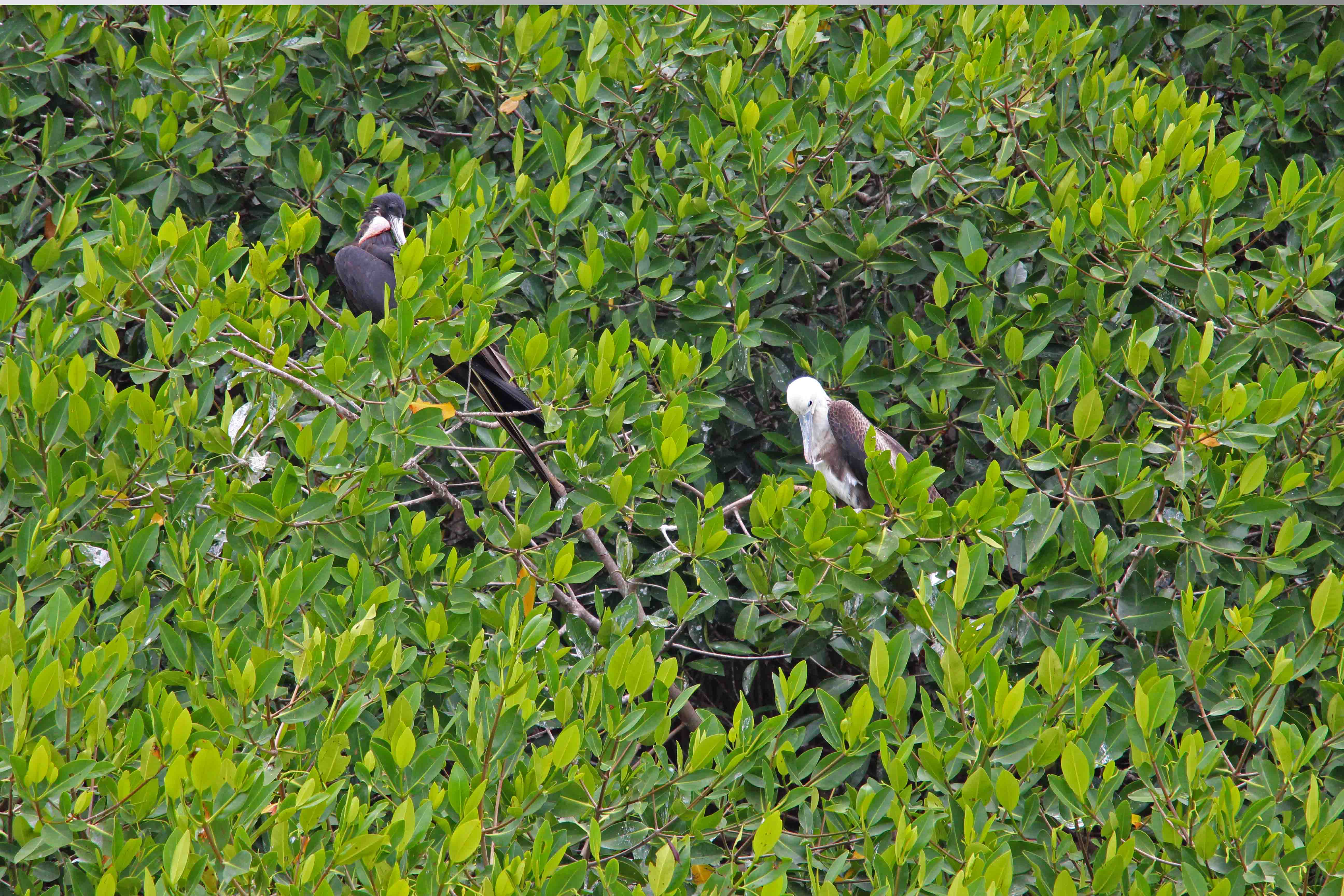 Celestun - Yucatan - Mexico - PptoTravel -