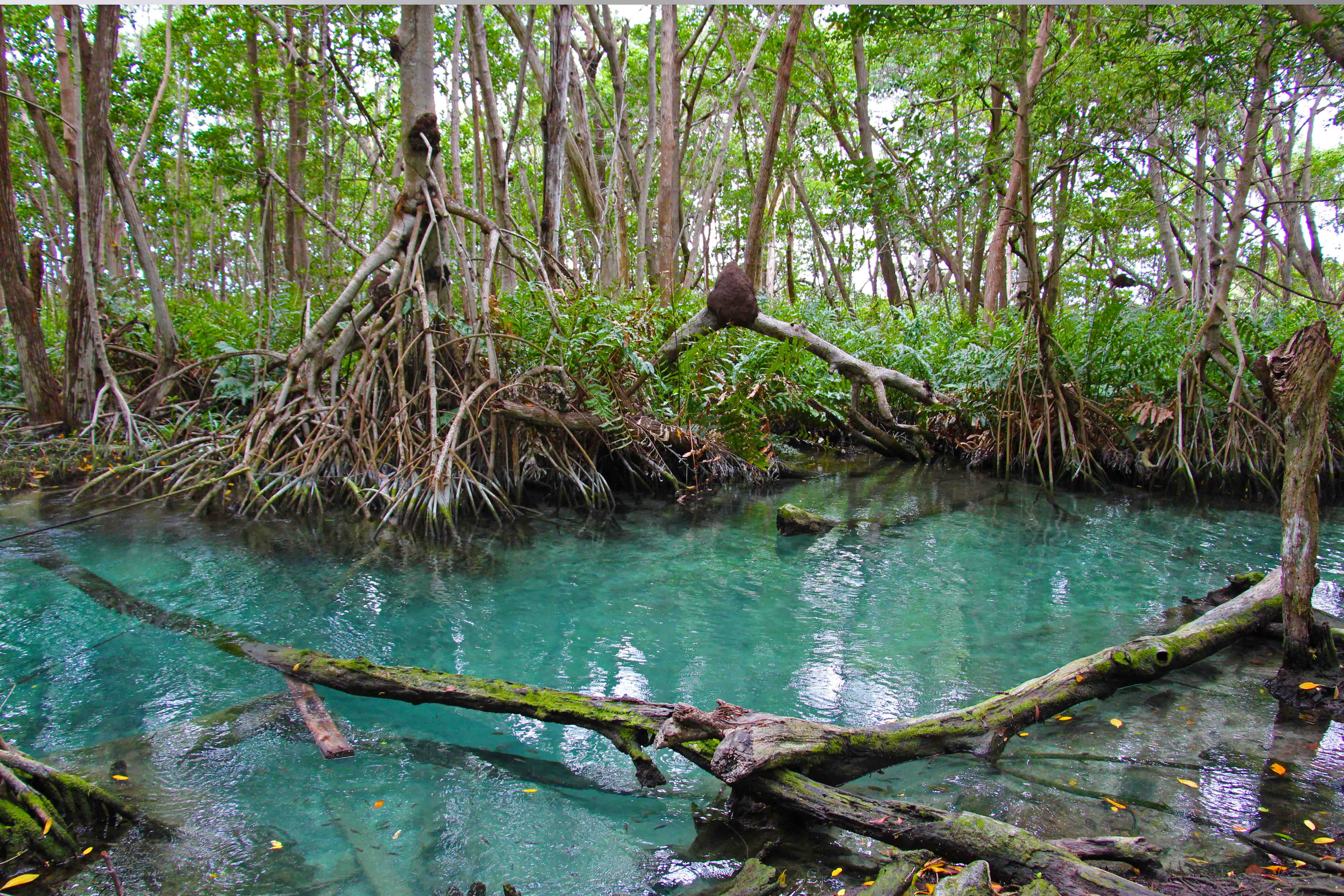 Ojo de Agua - Celestun - Mexico - PptoTravel