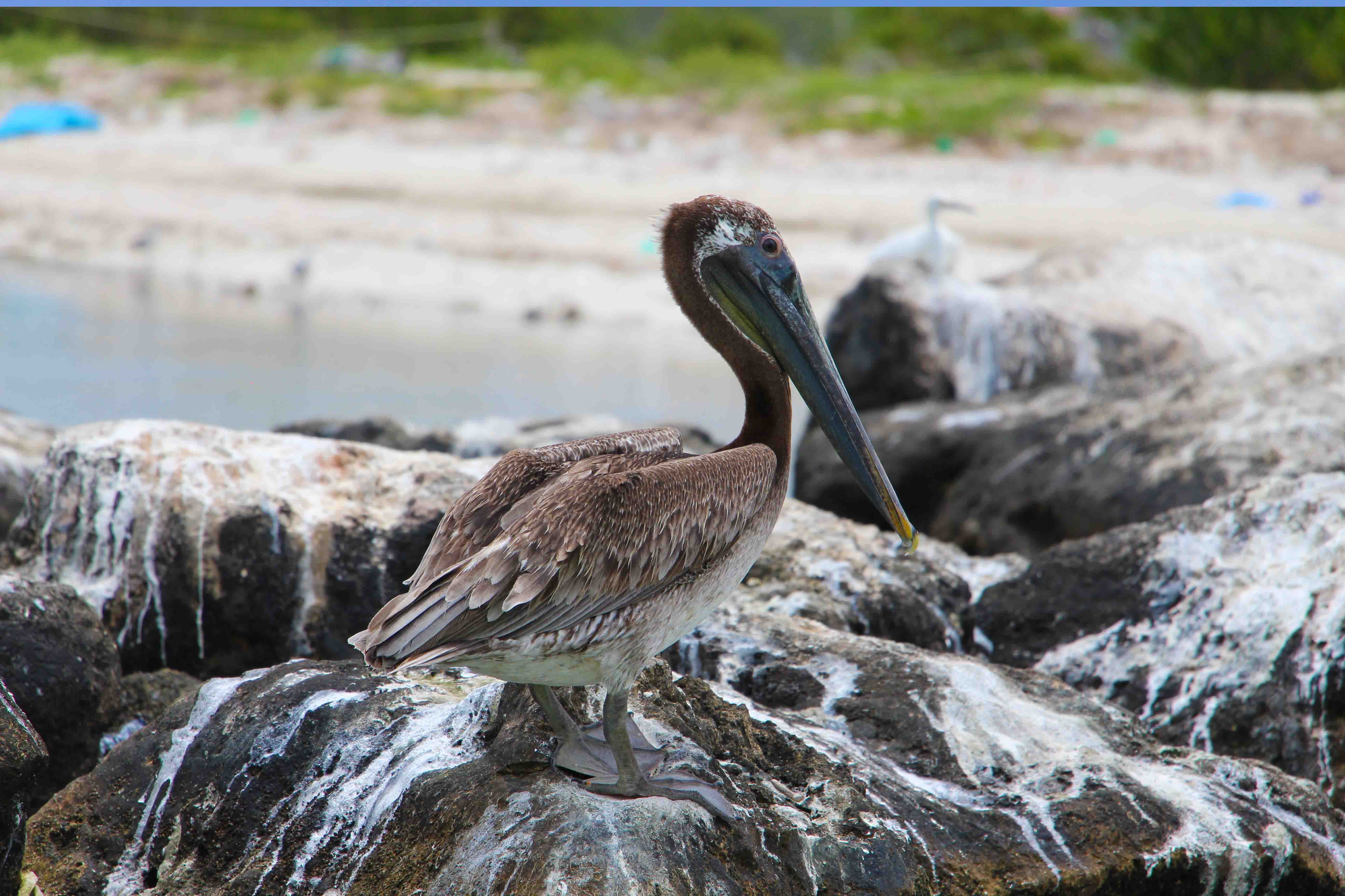 PptoTravel - Celestun - Yucatan - Mexico