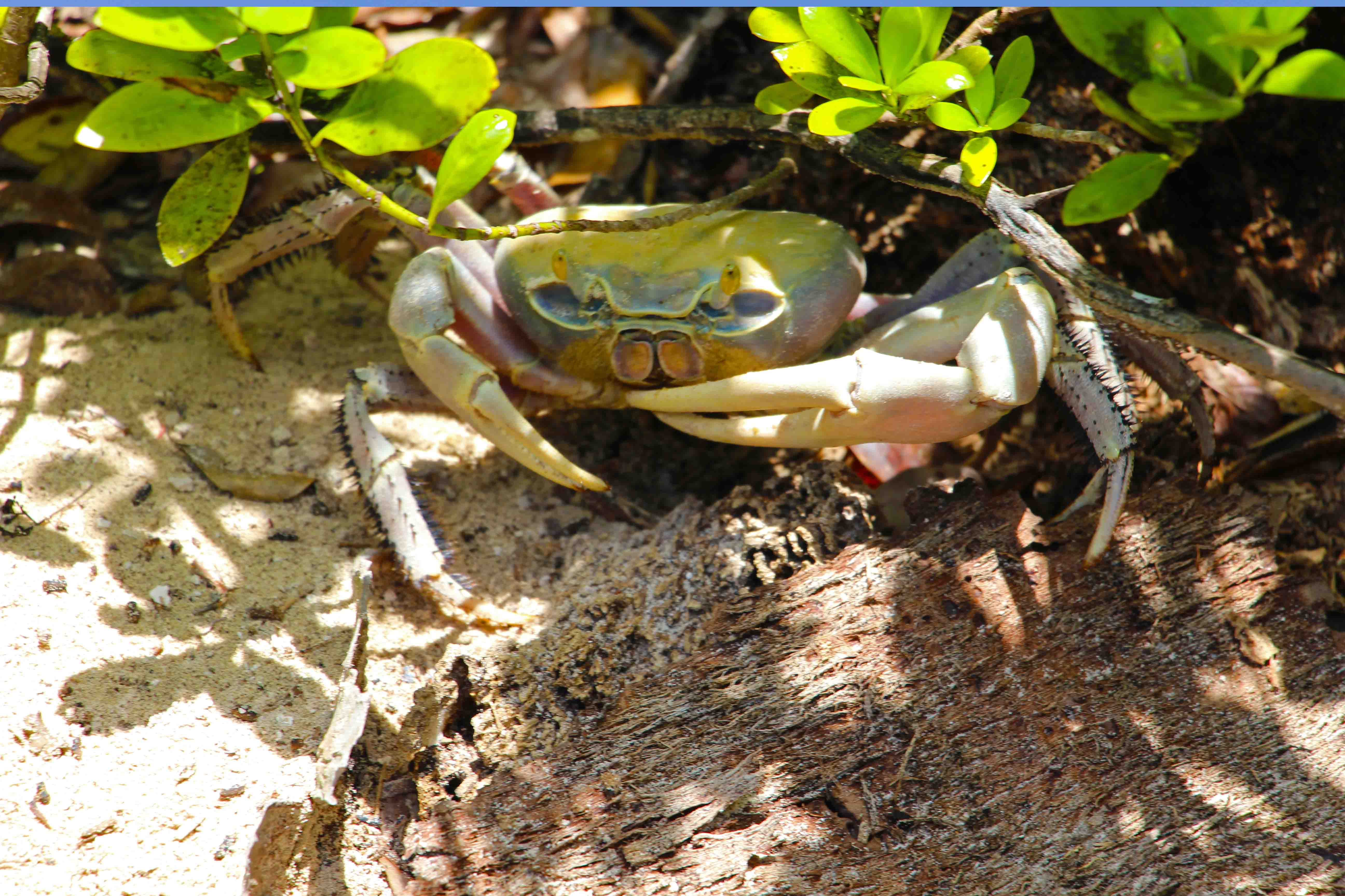 PptoTravel - Isla Contoy - Mexico - Caribe Mexicano