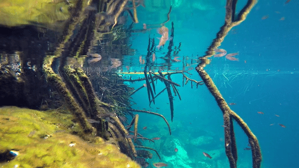 RIVIERA MAYA-TULUM-CASA CENOTE