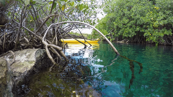 RIVIERA MAYA-CENOTE-TULUM