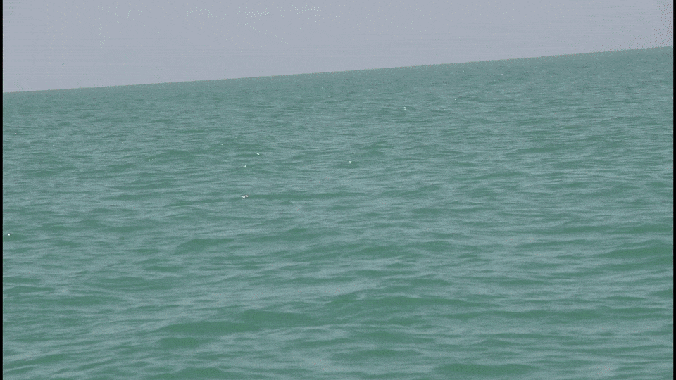 DELFINES-ISLA AGUADA-CAMPECHE