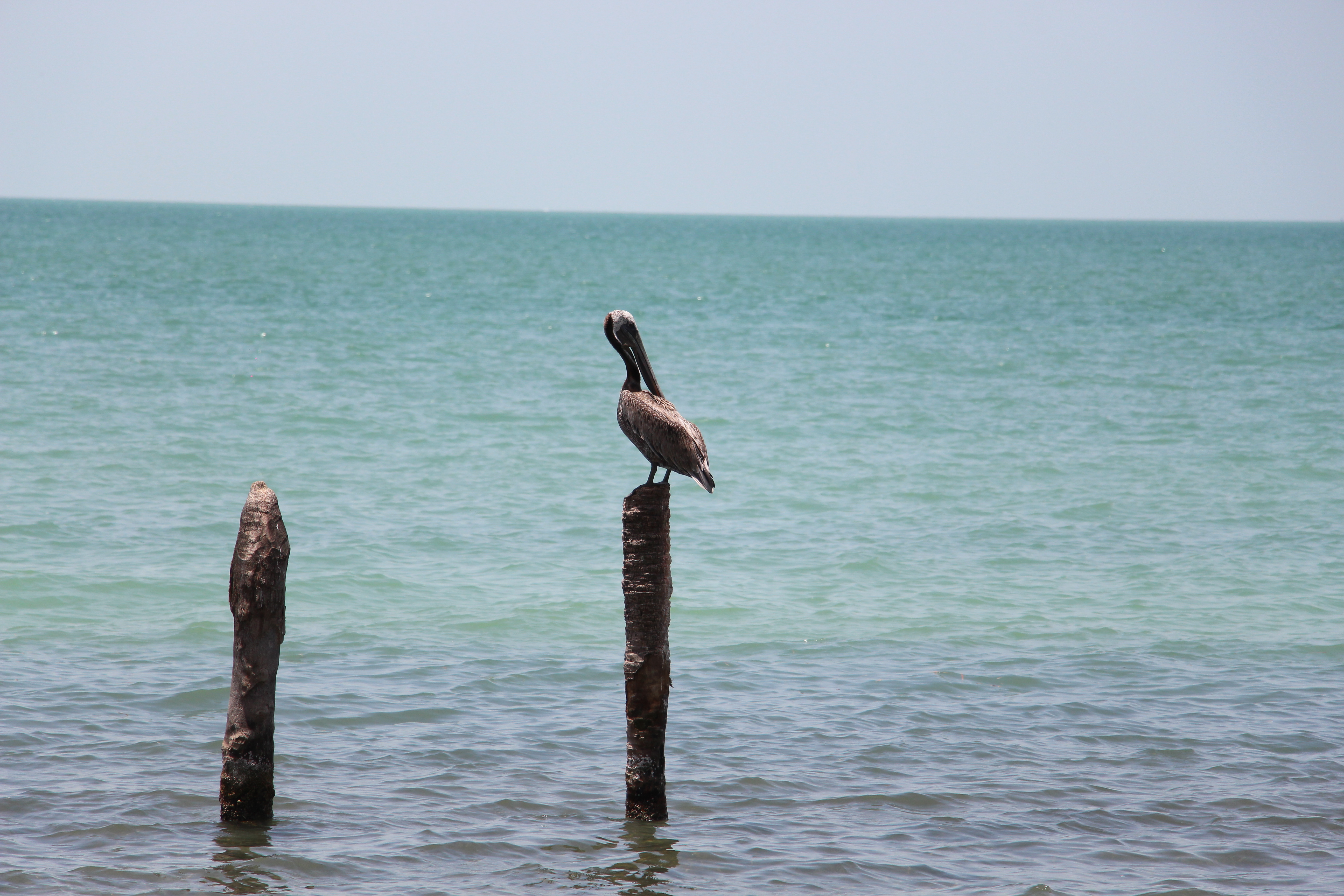Pelícano-Muelle-Isla Aguada