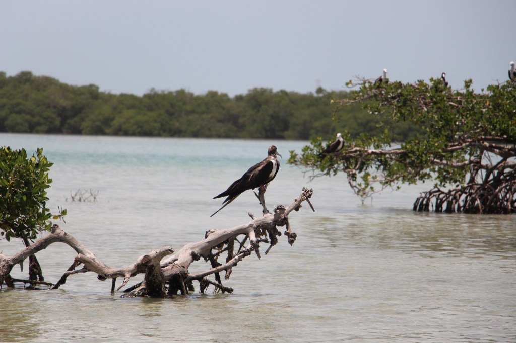 Isla Aguada: 🌴El paraíso desconocido de&nbsp;Campeche🌴