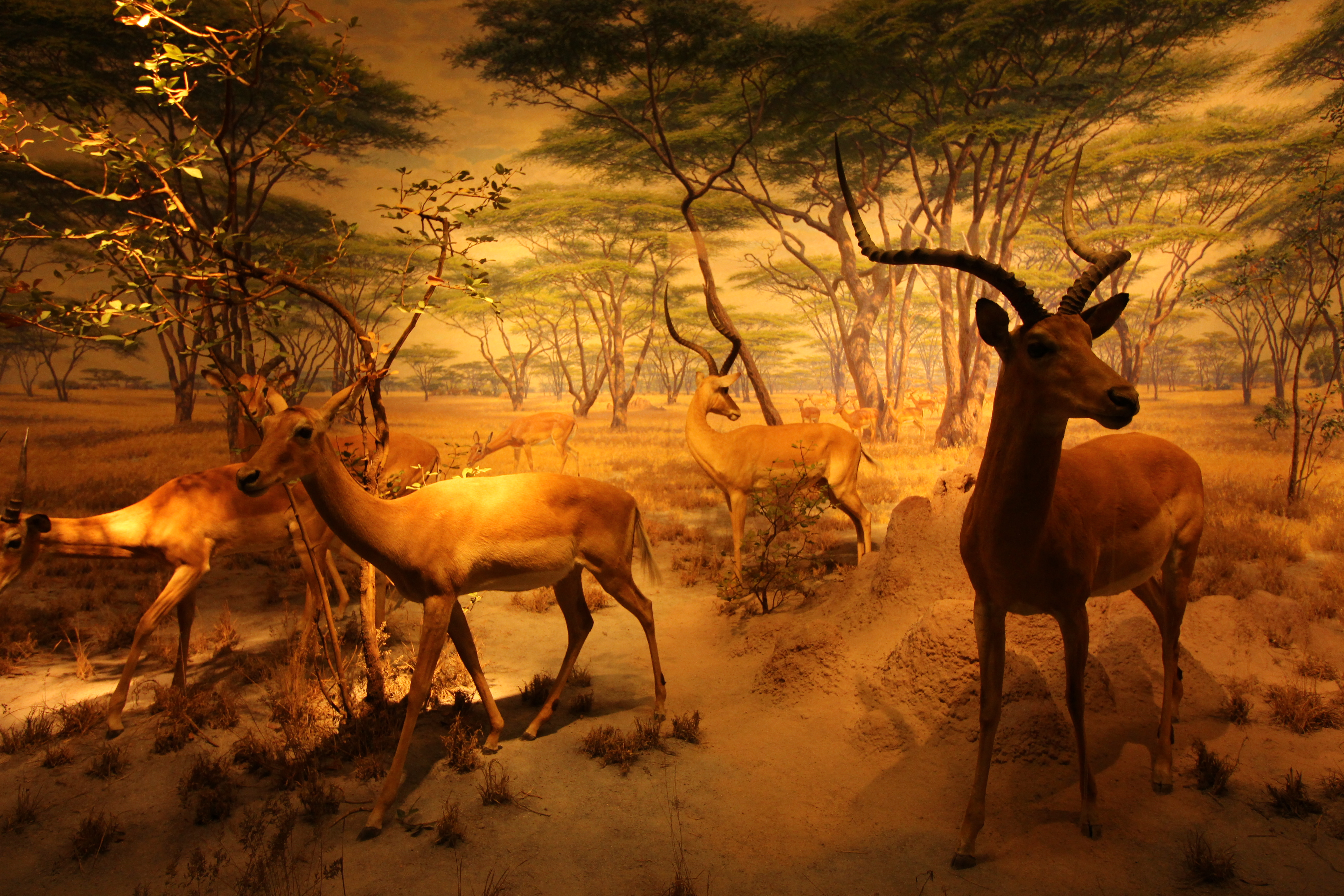 PptoTravel-Nueva York- Museo